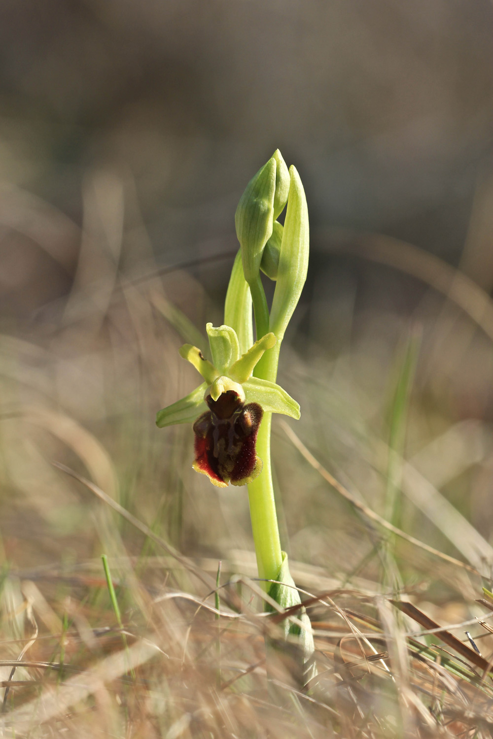 Ophrys sphegodes